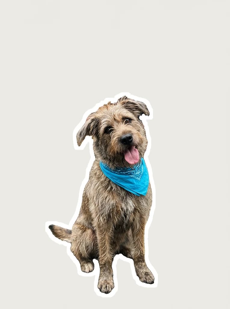 A scruffy dog in a blue bandana cut out of a pavement snapshot as a white-outline sticker, shown on a plain backdrop